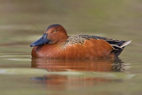Cinnamon Teal (Spatula cyanoptera) male, Texas, USA, North America
