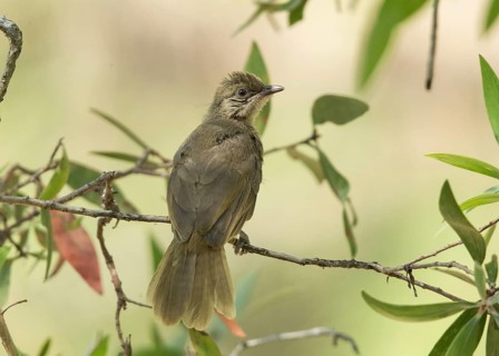 Olive-winged Bulbul (Pycnonotus plumosus), Thailand, Asia