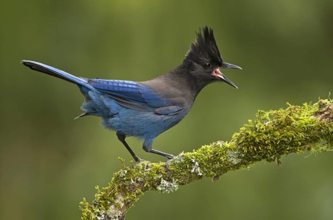 Steller's Jay (Cyanocitta stelleri), British Columbia, Canada, North America