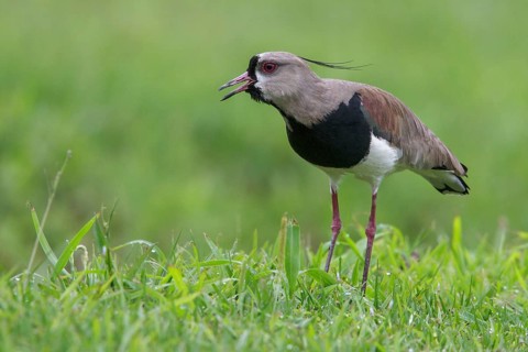 Southern Lapwing (Vanellus chilensis) on the ground in the Atlantic rainforest of southeast Brazil