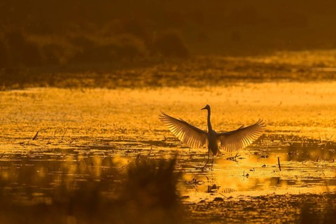 Great White Egret (Ardea alba), open wings, morning mood, backlight, Lower Austria