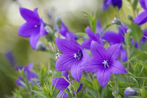 Close-up of the large balloon flower (Platycodon grandiflorus), the bright colours create a fresh