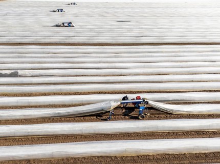 DefaultAsparagus harvest on the Lower Rhine, near Wesel, asparagus field under thermo foil, for