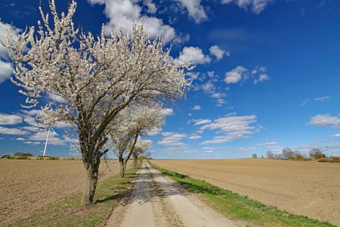 Flowering trees line a country lane under a clear, cloudy sky, Wendland, Lower Saxony, Germany,