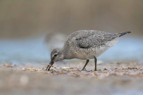 Red Knot (Calidris canutus) foraging, Mecklenburg-Western Pomerania, Germany, Europe