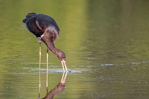 Black Stork (Ciconia nigra) juvenile foraging, Saxony-Anhalt, Germany, Europe