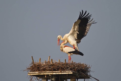 White Stork (Ciconia ciconia) pair mating, North Rhine-Westphalia, Germany, Europe