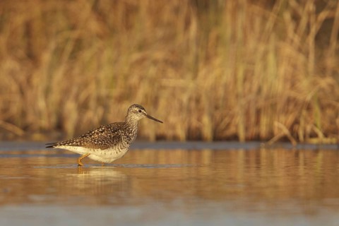 Lesser Yellowlegs (Tringa flavipes), Manitoba, Canada, North America
