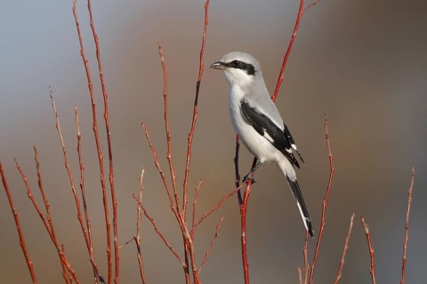 Great Grey Shrike (Lanius excubitor), Fribourg, Switzerland, Europe