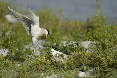 Common Tern & Sandwich Tern (Sterna hirundo & Thalasseus sandvicensis), Texel, Niederlande