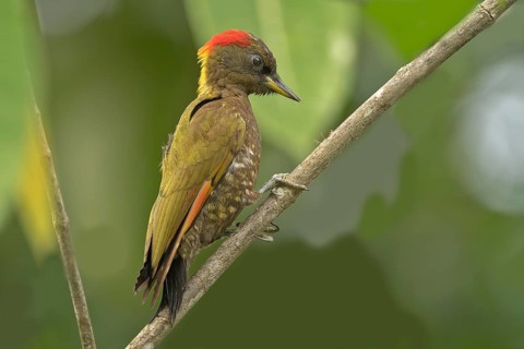 Gelbhaubenspecht (picus chlorolophus) im Regenwald von sri Lanka