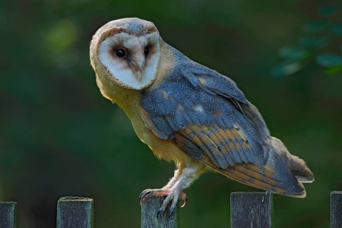 Barn owl sitting on wooden fence with dark green background, bird in habitat, Czech republic,