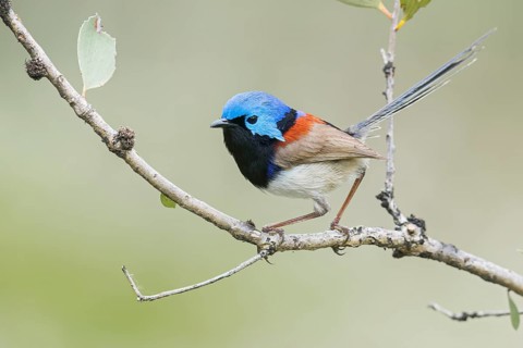 Purple-backed Fairywren (Malurus assimilis) perched on a branch in eastern Australia