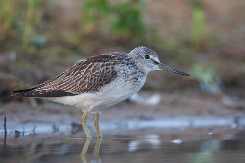 Common Greenshank (Tringa nebularia), North Rhine-Westphalia, Germany, Europe