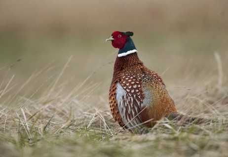 Common Pheasant (Phasianus colchicus) male, Schleswig-Holstein, Germany, Europe
