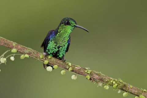 Crowned Woodnymph (Thalurania colombica hypochlora), Ecuador, South America