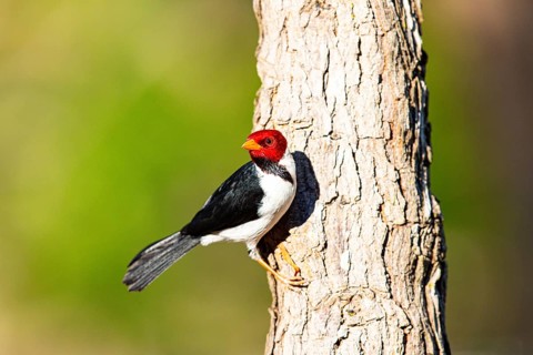 The red-capped cardinal (Paroaria gularis) Pantanal Brazil