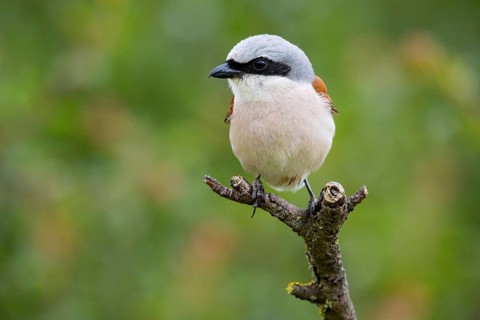 Red-backed shrike (Lanius collurio) ml Germany