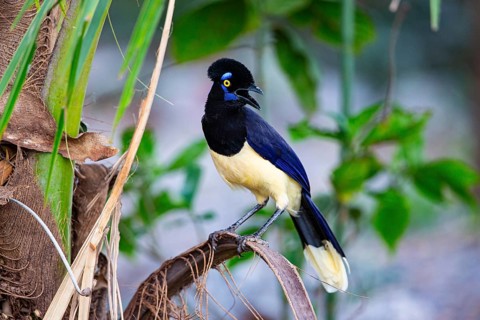 Plush-crested jay (Cyanocorax chrysops) Pantanal Brazil