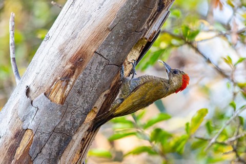 Pileated Woodpecker (Veniliornis passerinus) Pantanal Brazil