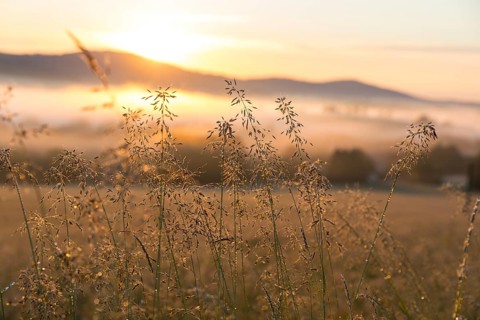 Grass panicles shining in the morning sun, Upper Lusatian mountains with fog in the morning light,