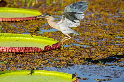 Mongrove Heron (Butorides striatus) Pantanal Brazil