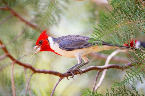 Red-crested Tanager (Paroaria coronata) Pantanal Brazil