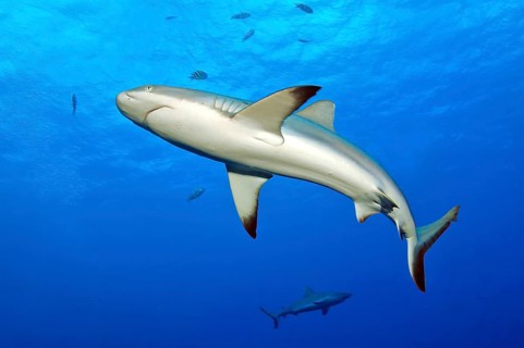 Underwater photo of Grey reef shark (Carcharhinus amblyrhynchos) swimming close to viewer through