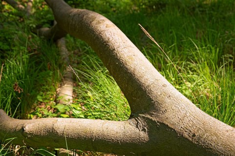 Tree trunks, Darß primeval forest, Weststrand, national park, forest stand, Darß, Zingst, Germany,