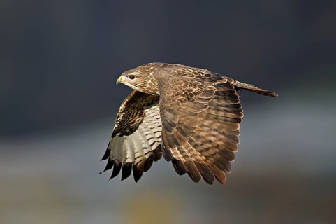Common buzzard (Buteo buteo), in flight, Switzerland, Europe