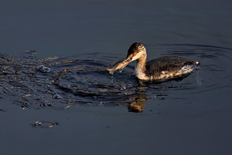Slavonian grebe (Podiceps auritus), adult, in a white plumage, winter plumage, swimming with a fish