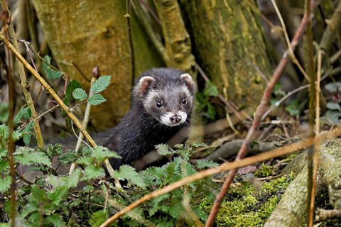 European polecat (Mustela putorius) or wood polecat, looking out of the undergrowth, captive,