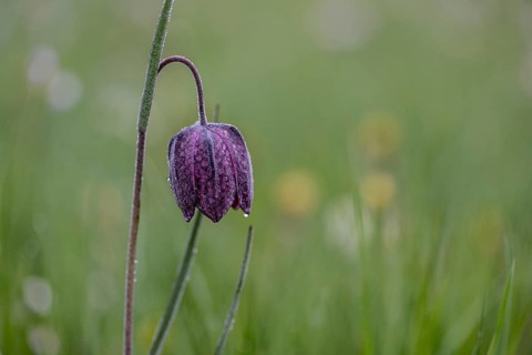 Snake's Head Fritillary (Fritillaria meleagris), Lower Saxony, Germany, Europe