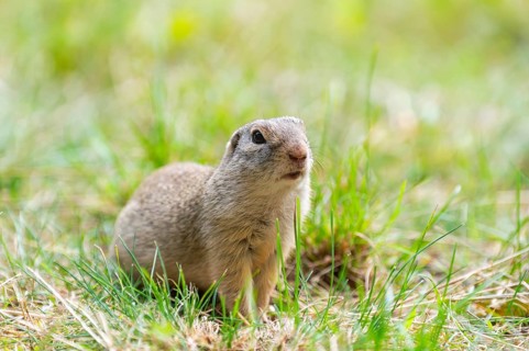 European ground squirrel (Spermophilus citellus) on a meadwo, Bavaria, Germany, Europe