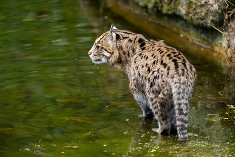 Fishing cat (Prionailurus viverrinus) standing on the water edge looking for fish, Germany, Europe
