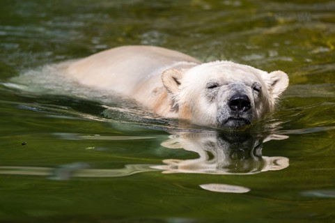 Polar bear (Ursus maritimus) swimming in the water, captive, Germany, Europe