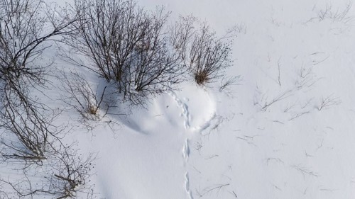 Beaver lodge covered with snow in winter. Wolf prints on the lodge. Region of La Mauricie. Province