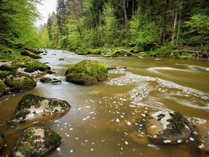 European beech trees shedding leaves, in the foreground moss-covered stones on the river Sihl,