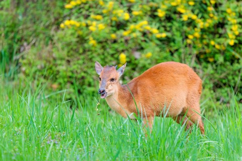 A male Red Forest Duiker (Cephalophus natalensis) stands in a green meadow, eating grass and herbs