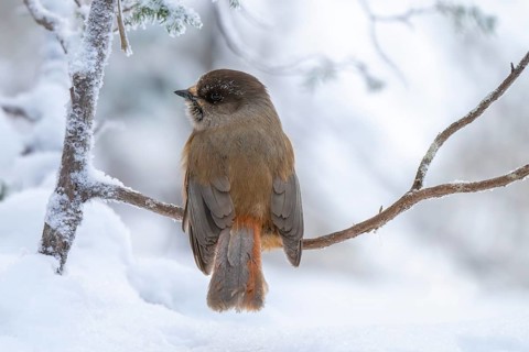 Eurasian jay (Perisoreus infaustus) in the snow, Kuusamo, Lapland, Finland, Europe
