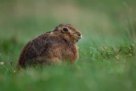 European brown hare (Lepus europaeus) adult animal resting in grassland soaking wet during a rain