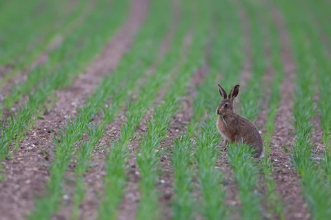 European brown hare (Lepus europaeus) juvenile leveret animal feeding in a farmland cereal field in