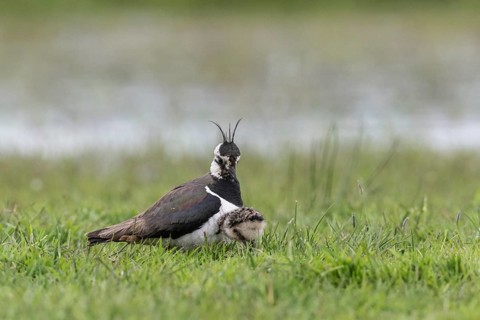 Lapwing (Vanellus vanellus) with young, Lower Saxony, Germany, Europe