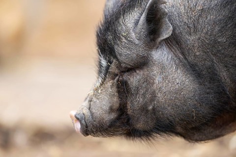 Vietnamese Pot-bellied pig standing on the ground, Bavaria, Germany, Europe