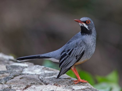 Red-legged Thrush (Turdus plumbeus), Cuba, Central America