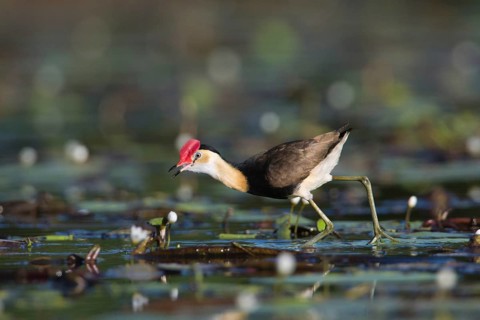 Comb-crested Jacana (Irediparra gallinacea), Queensland, Australia, Oceania