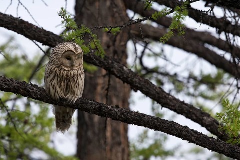 Ural Owl (Strix uralensis yenisseensis) perched in tree, Lake Khuvsgul, Mongolia, Asia