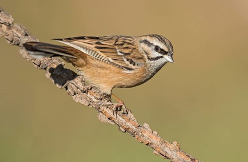 Rock Bunting (Emberiza cia) juvenile perched on a branch, Aosta Valley, Italy, Europe