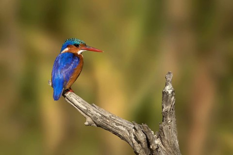 Malachietijsvogel zittend op tak, Malachite Kingfisher sitting on branch