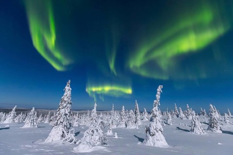 Northern lights, Aurora borealis over snow covered spruce trees on the taiga in winter at night,
